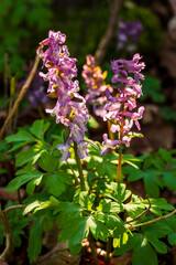 Close-up of backlit, purple flowering hollow larkspur (Corydalis cava, also known as hollow root) in a springtime forest in Germany