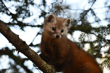 Cute non captive Pine Marten standing in a pine tree along the edge of a forest in Algonquin Provincial Park