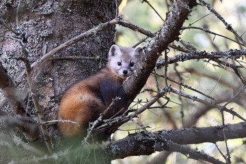 Cute non captive Pine Marten standing in a pine tree along the edge of a forest in Algonquin Provincial Park
