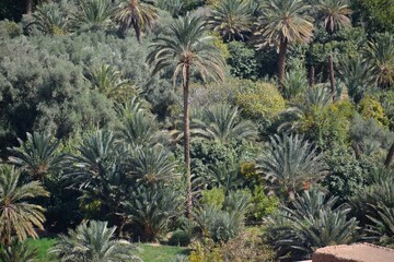 cactus in the desert © Marta