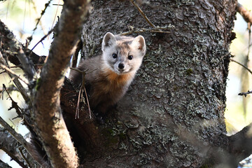 Cute non captive Pine Marten standing in a pine tree along the edge of a forest in Algonquin Provincial Park