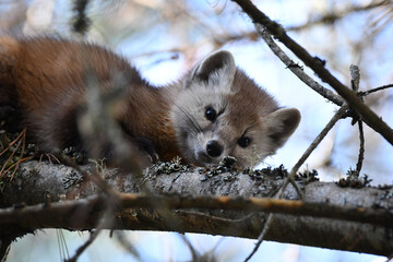 Cute non captive Pine Marten awakes from sleeping in a pine tree along the edge of a forest in Algonquin Provincial Park