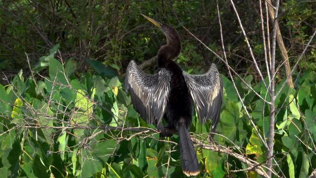 Anhings Drying its Wings