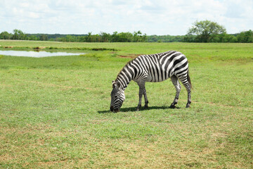 Fototapeta premium Beautiful striped African zebra in safari park