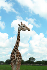 Beautiful spotted African giraffe in safari park