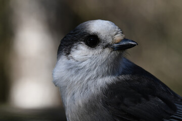 Close up portrait of a Gray Jay or Canada Jay Whisky Jack bird 