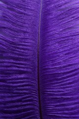 Closeup view of beautiful purple feather as background