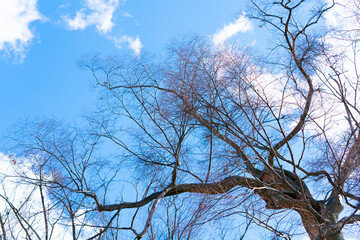 冬の晴れた日に葉っぱの無い木を下から見上げた写真