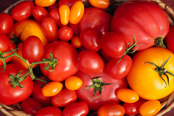 Wicker basket with fresh tomatoes on wooden table, top view