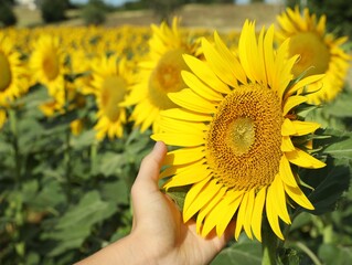 Fototapeta premium Woman touching sunflower in field on sunny day, closeup