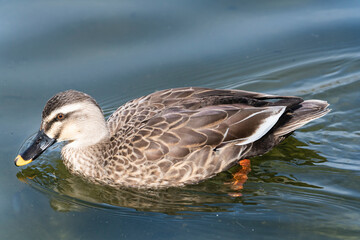 池の中を泳ぐ1匹のカモのクローズアップ写真