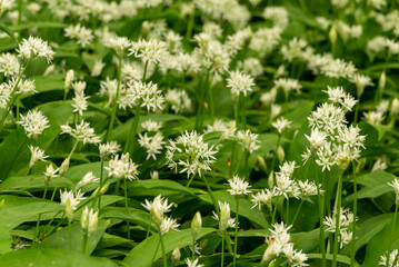 Detail of field of flowering wild garlic in a spring forest, Ith, Weserbergland, Germany