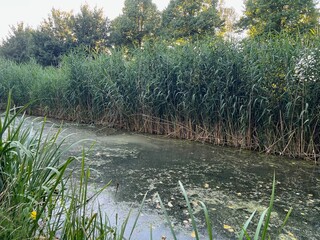 Picturesque view of beautiful green reed and pond