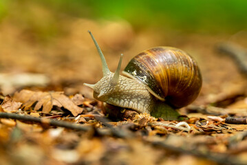 Portrait of a burgundy or roman snail (Helix pomatia) crawling across the forest floor