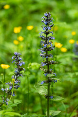Close-up of the purple blooming flower stalks of a blue bugle (Ajuga reptans) in a spring forest, Germany