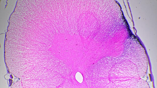 Microscopic Sample of Spinal cord cell T.S. 40x magnification coloured by pink. Educational research for scientific lab. Microbiology for medicine studying different spheres of anatomy and chemistry