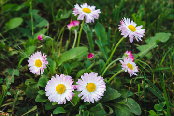 Daisy flower or Bellis perennis, English daisy or Meadow daisy or Lawn daisy on a green grass. Herbaceous perennial plant with large white and pink pompon. Evening light, selective focus