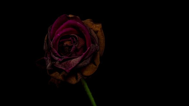 Red Rose Blooming in Time Lapse. Tender Flower Moving Petals in Fast Motion on a Black Background and Wilting to Dry Plant