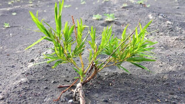 These are so-called pioneer plants. These species were first to settle on slag fields (pyroclastic deposits (detrital materia, dejectionl)) after eruption of volcano. Salix chamissonis prevails