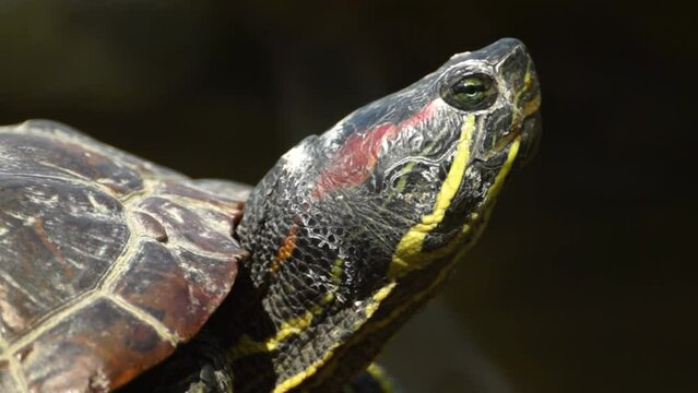 Portrait of Painted turtle (Chrysemys picta) resting near lake