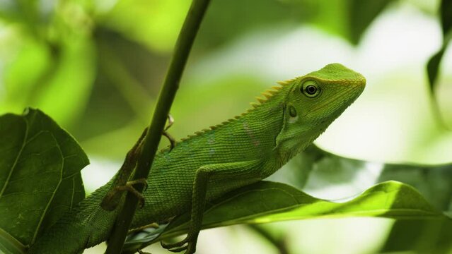 A wild Chameleon (Bronchocela jubata) perched on a tree branch