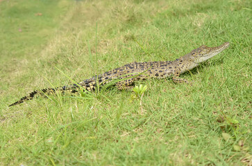 A crocodile is in the green grass