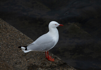Sea Gull on Lake
