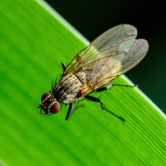 Tropical Fruit Fly Drosophila Diptera Parasite Insect Pest on Leaf Macro