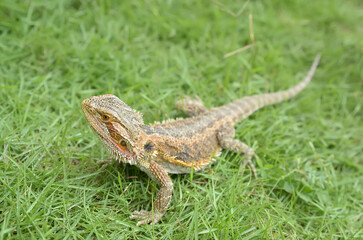 Bearded Dragon Lizard ( Bearded Dragon ) in natural green grass