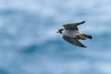 日本海をバックに獲物をつかんで悠然と飛ぶハヤブサ成鳥