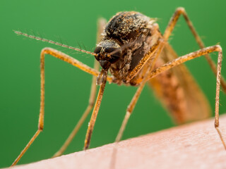 Malaria Infected Mosquito Bite. Leishmaniasis, Encephalitis, Yellow Fever, Dengue, Malaria Disease, Mayaro or Zika Virus Infectious Culex Mosquitoe Parasite Insect Macro.
