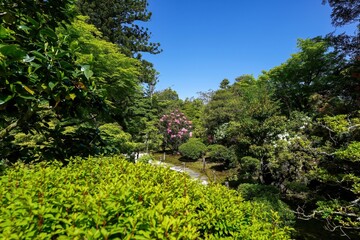 新緑の若葉に囲まれて咲く満開のシャクナゲ＠石川