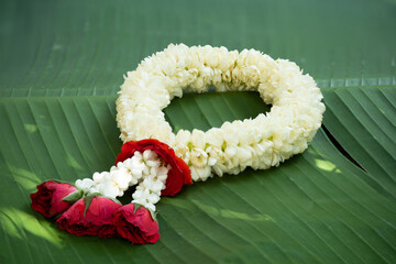 Jasmine flowers garland on green banana leaf background.