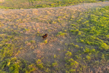 Top aerial panoramic view of green steppe or meadow in summer, landscape with trees and bushes, drought, cows in the pasture.