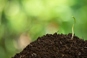 Closeup hand planting young tree in soil,save world concept