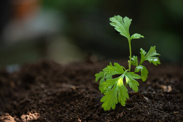 Closeup hand planting young tree in soil,save world concept
