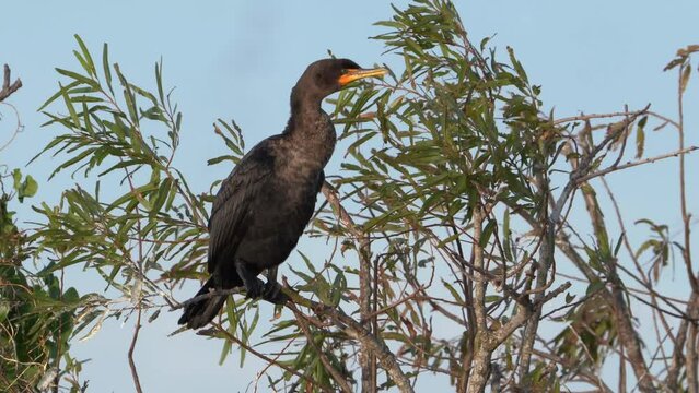 Double-crested Cormorant (Lake Apopka, Florida)