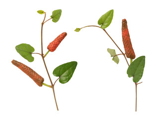 Piper longum fruit on transparent background.