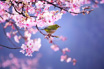満開の桜の枝にとまったメジロ