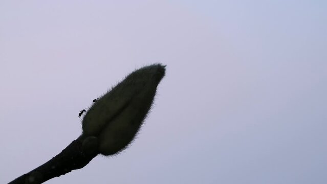 Tokyo,Japan - November 29, 2022: Silhouette of ants walking on a bud of white magnolia at dawn

