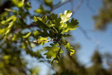 Piñon Pine Tree Leaves Against Blue Sky