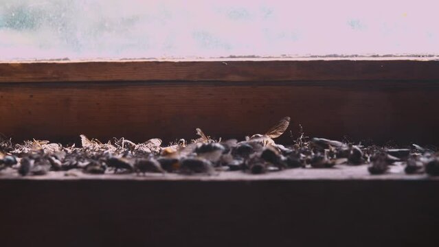 The invasion of horseflies. Insects enter the room and tend to fly out the window where they die. A layer of dead horseflies on the windowsill. Overproduction, excessive reproduction concept