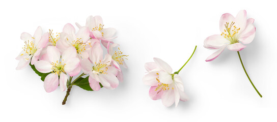 set of cherry flowers in full bloom, symbol for spring, design elements isolated over a transparent background, top view for your flatlays and scenes - perfect for spring weddings