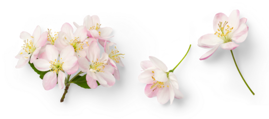 set of cherry flowers in full bloom, symbol for spring, design elements isolated over a transparent background, top view for your flatlays and scenes - perfect for spring weddings