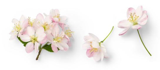 Foto op Canvas set of cherry flowers in full bloom, symbol for spring, design elements isolated over a transparent background, top view for your flatlays and scenes - perfect for spring weddings © Anja Kaiser