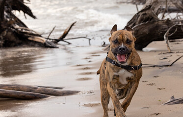 A happy brown brindle boxer bulldog puppy dog runs off leash at a local beach through sand and...