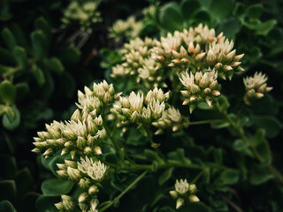 Close up of a flowering plant