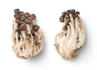 two groups of small edible mushrooms, seasonal autumn / fall design elements isolated over a transparent background, top view / flatlay with subtle shadows