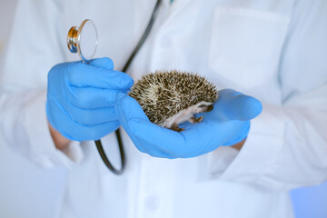 hedgehog health.prickly pets in the hands of a veterinarian in blue medical gloves.African pygmy hedgehogs in the hand of a doctor.Medicine for animals.Vet appointment.  © Yuliya