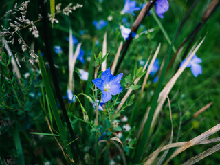 blue flowers